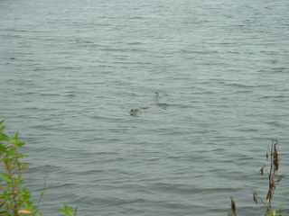 klick hier um das Foto in gro&szlig; zu sehen (75.9 kb)