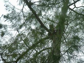 klick hier um das Foto in gro&szlig; zu sehen (199 kb)