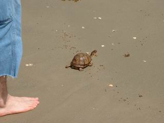 klick hier um das Foto in gro&szlig; zu sehen (58.5 kb)